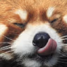 smap_pandatasty emote