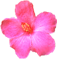 pink_flower emoji