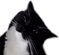 maxwellwtf emote