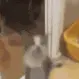 Cat_Hyper emote