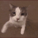 cat_kiss emote