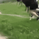 Faceplant animated emote