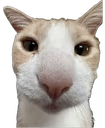 ayri emote