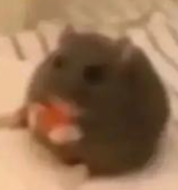 RattyRat static emote