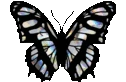 Butterfly emote