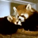 redpandaBAP emote