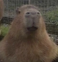 poj emote
