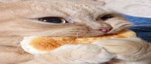 Bun emote