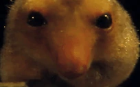 buh emote
