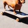 Skate_Skating_Dog emote