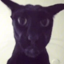 larry emote