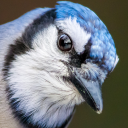 jaybeesaur avatar