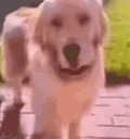 weird emote