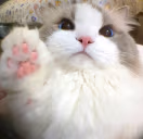 catHalt emote