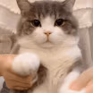 CE_Headpat emote