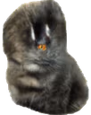 fur_bean emote
