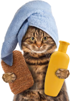 bathcat emote