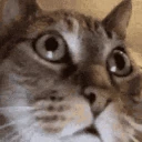 SANECAT emote