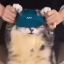 cat_dance static emote