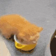 cat_molk emoji