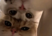 IsThereAnySubGiftersInChat emote