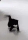 kittyyay emote