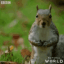 SHOWMEYOURNUTS animated emote
