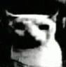 CringeCat emote