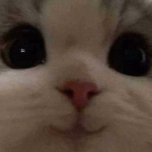 Cat_Cute emote