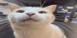 plenk emote