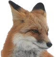 fox_angy emote