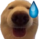 dawg_eh emote