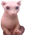 Bingus emote