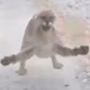 LOLW emote