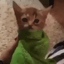 HowToDisappearCompletely animated emote