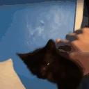 CatWave emote