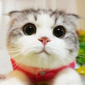 pixigeko avatar