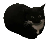 catDance emote