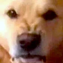 dogrrr emote