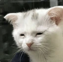 CE_AwakeButAtWhatCost emote