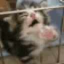 nya emote