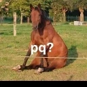 cavalo_pq emote