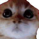 furios emote