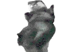 RareOtter emote