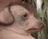 creature emote