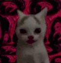SCHIZOCAT emote