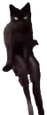 catsit emote