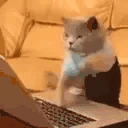 CatType emote