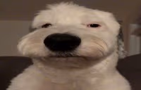 WeirdDog emote