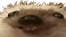 xdd emote